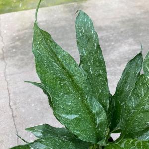 スパティフィラム 斑入りの商品一覧 通販 Yahoo ショッピング