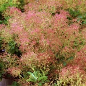 スモークツリー ピンクエンジェル ポット苗 : 苗木部 花ひろば