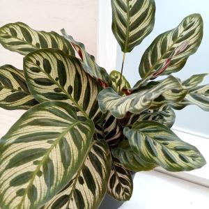 カラテア 種類の商品一覧 通販 Yahoo ショッピング