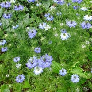 花の種 ニゲラ 花 ガーデニング の商品一覧 通販 Yahoo ショッピング