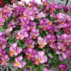 ビオラ ももか 花 ガーデニング の商品一覧 通販 Yahoo ショッピング
