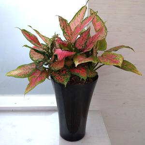 アグラオネマ 観葉植物 の商品一覧 花 ガーデニング 通販 Yahoo ショッピング