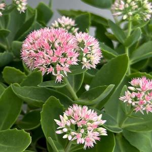ハエマンサス 斑入り 希少品 観葉植物 球根植物 園芸ネット本店｜ハエマンサス：プベッセンス 斑入り 5号ポット の通販