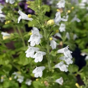ウラシルケンス 選別品 花1芽株 : 岩崎園芸ネットストア Yahoo店