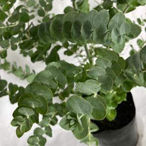 ユーカリ 銀世界 花 ガーデニング の商品一覧 通販 Yahoo ショッピング