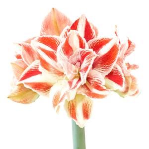 マジックアマリリスのおすすめ人気商品一覧 通販 - Yahoo!ショッピング