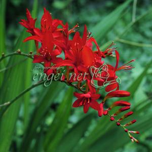 クロコスミア 花 ガーデニング の商品一覧 通販 Yahoo ショッピング