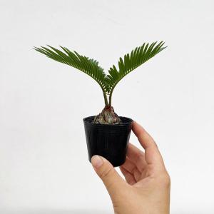 ソテツ (蘇鉄) 5号ポット苗 観葉植物 : 苗木部 花ひろば