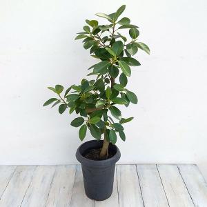 カンノンチク 8号 観音竹 観葉植物 鉢植え 販売 苗 苗木 送料無料