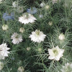 花の種 ニゲラ 花 ガーデニング の商品一覧 通販 Yahoo ショッピング