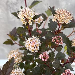 国華園 ラン・山野草 エビネラン 南九州産エビネミックス5株 : 花と緑