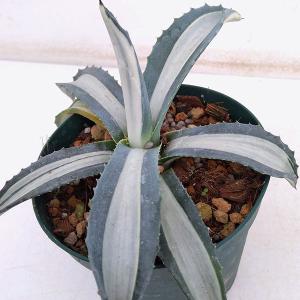 現品】アガベ・アメリカーナ 華厳 特大株 13号 黒鉢（6） : 花の