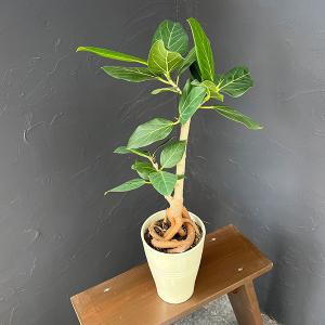 おしゃれ 観葉植物：フィカス アフリカンプリンス*鉢カバー 現品 2箱で