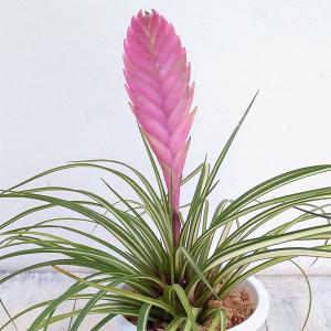 ピンクの斑入り植物の商品一覧 通販 Yahoo ショッピング