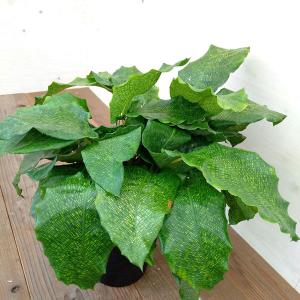 カラテア 種類の商品一覧 通販 Yahoo ショッピング