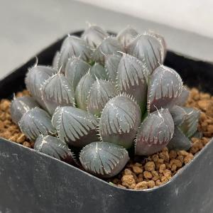 観葉植物 ハオルチア レッドレンズオブツーサ2.5号スクエア鉢
