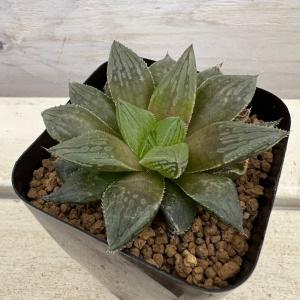観葉植物 おしゃれ：ストレリチア “ユンケア”*ノンリーフ・ノーリーフ