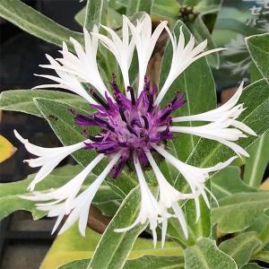 セントーレア 紫 花 ガーデニング の商品一覧 通販 Yahoo ショッピング