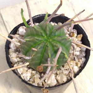 観葉植物 ユーフォルビア パキポディオイデス 2.5号鉢植え* : 園芸