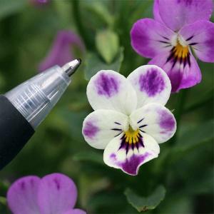 武徳産ホテイアツモリソウ 花1芽株 : 岩崎園芸ネットストア Yahoo店