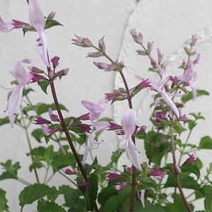 いちご苗 恋みのりPVP 6株 / 家庭菜園 イチゴ苗 苺苗 イチゴの苗