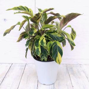 カラテア 種類の商品一覧 通販 Yahoo ショッピング