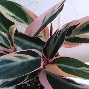 観葉植物 ストロマンテ・サンギネア・トリオスター（ウラベニショウ）4号鉢植え 2株セット