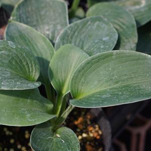 ホスタ（ギボウシ） 品種見計らいセット 5種5株 4号(12cm)ポット植え