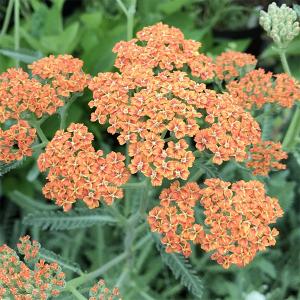 アキレア 花 花 ガーデニング の商品一覧 通販 Yahoo ショッピング