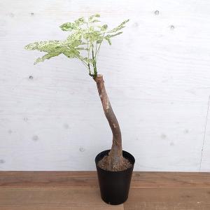 ITANSE パキポディウム ラメリー 塊根植物 観葉植物 5号鉢 1個売り