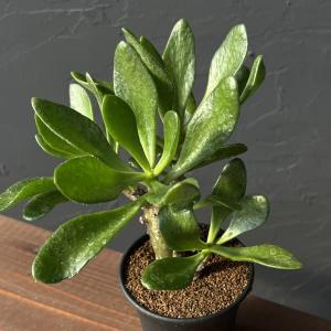 おしゃれ 観葉植物 キンモウコウ：ゴールデンモンキー タカワラビ*金毛