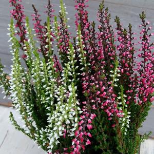 長持ちする花 鉢植え 花 ガーデニング の商品一覧 通販 Yahoo ショッピング