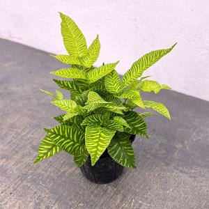 チャメロプス 7号（0011） 耐寒性ヤシ 観葉植物 ドライガーデン