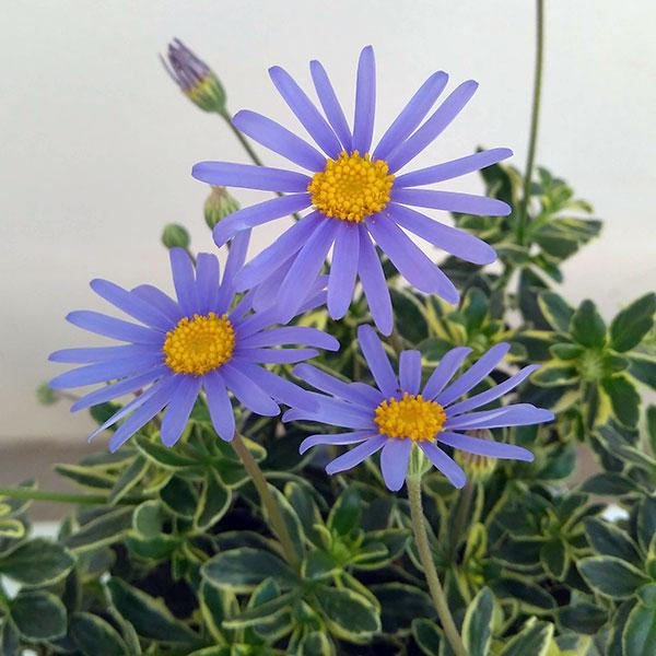 草花の苗 ブルーデージー 斑入葉青花3-3.5号ポット