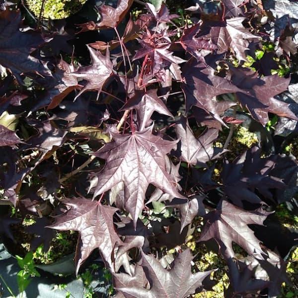 花木 庭木の苗 ノルウェーカエデ クリムゾンサンセット7号ポット