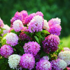 ウツギの花 ピンク 花 ガーデニング の商品一覧 通販 Yahoo ショッピング