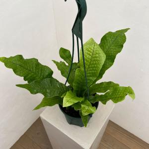おしゃれ 観葉植物：オリーブの木 マンザニロ 8号*現品6 SOUJU 創樹