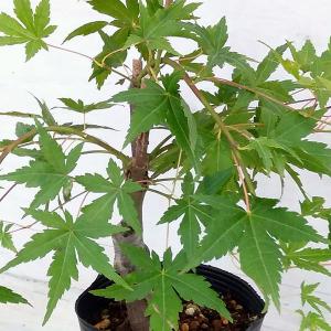 モミジ 山モミジ （ ヤマモミジ ） 里の木シリーズ もみじ 苗 : 苗木部