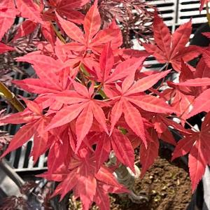 ドウダンツツジ 口紅錦 3号ポット苗 : 苗木部 花ひろばオンライン