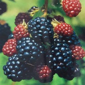 ブラックベリー 苗 【トゲなし ボイセンベリー】 1年生 ポット苗