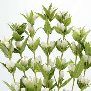 草花の苗 ペンステモン アラベスク アップルブロッサム3.5号ポット