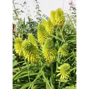 クニフォフィア(トリトマ) ライムライト 花苗 4.5号/1個売り