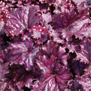 草花の苗/ヒューケラ：フォーエバーパープル3-3.5号ポット