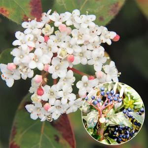 ビバーナム 『 スノーボール 』 5号鉢植え : 花と緑の専門店 土っ子