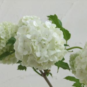 花木 庭木の苗 ビバーナム スノーボール7号ポット樹高1m : 園芸ネット