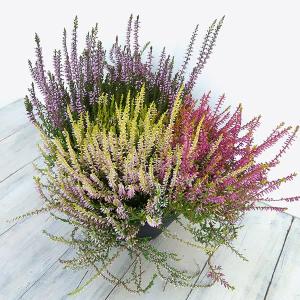 カルーナ 生花 の商品一覧 花 ガーデニング 通販 Yahoo ショッピング