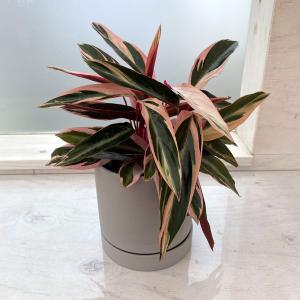おしゃれ 観葉植物：ドラセナ コンシンネ 7号*レインボー トリカラー