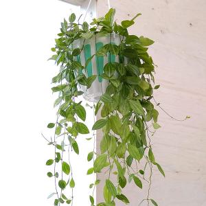 垂れ下がる 観葉植物の商品一覧 通販 Yahoo ショッピング