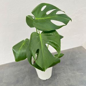 観葉植物：ドラセナ ゴールディアナ*ゴルディアーナ 5号 プラポット