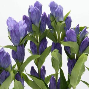 日本花キ流通 予約販売 ハイブリッド芍薬 苗 開花見込み苗 ビジョン